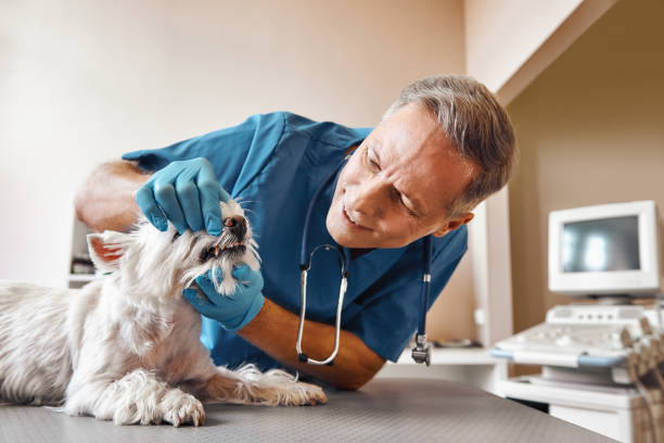 Best Weekend Emergency Dental Services in Victorville, CA